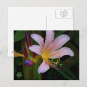Carte postale de la floraison du lys belladone ros (Devant / Derrière)