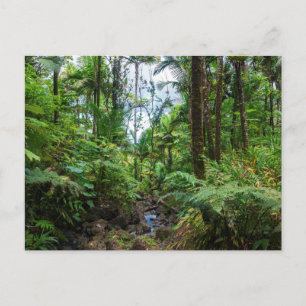 Carte postale de la flore tropicale d'el yunque ra