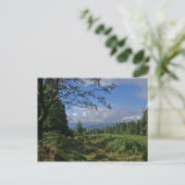 Carte postale de la forêt bavaroise (Debout devant)