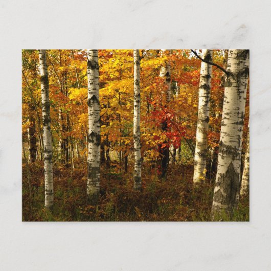 Carte postale de la forêt de Birch (Devant)