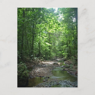 Carte postale de la forêt du Suriname