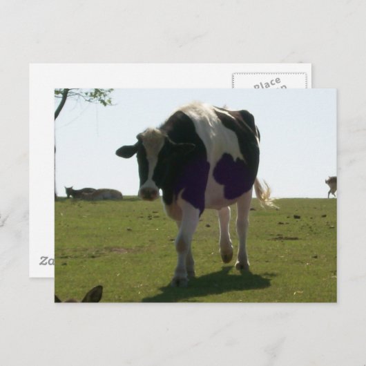 Carte postale de la grande vache (Devant / Derrière)
