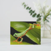 Carte postale de la grenouille arboricole du singe (Debout devant)