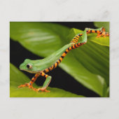 Carte postale de la grenouille arboricole du singe (Devant)