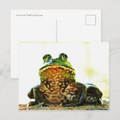 Carte postale de la grenouille taureau américaine (Devant / Derrière)