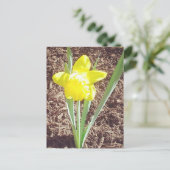 Carte postale de la jonquille de printemps (Debout devant)