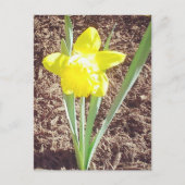 Carte postale de la jonquille de printemps (Devant)