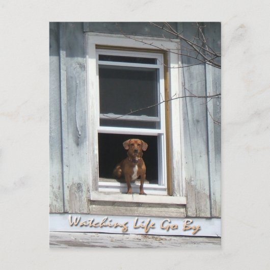 Carte postale de la journée du chien (Devant)