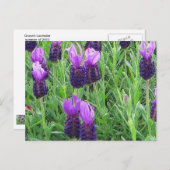 Carte postale de la lavande de Grace (Devant / Derrière)