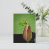 Carte postale de la libellule Amberwing (Debout devant)