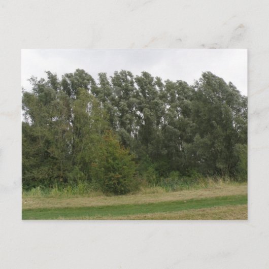 Carte postale de la ligne des arbres penchés (Devant)