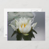 Carte postale de la lys d'eau (Devant / Derrière)