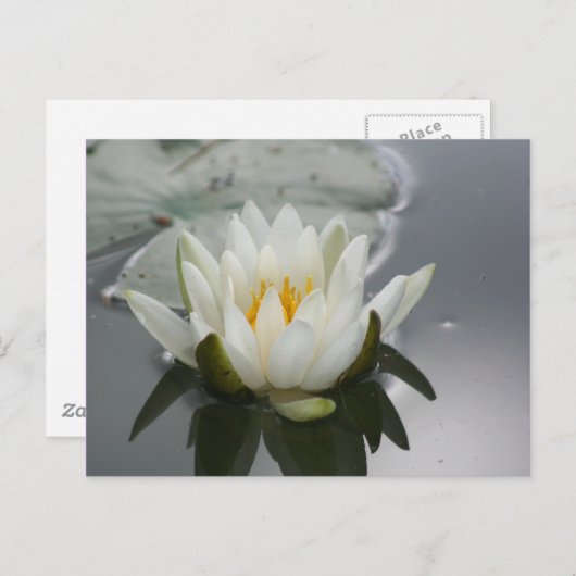 Carte postale de la lys d'eau (Devant / Derrière)