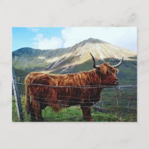 Carte postale de la majestueuse vache des Highland