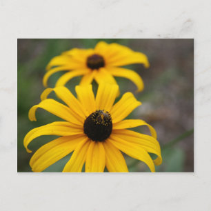 Carte postale de la Marguerite à oeil noir et de l
