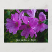 Carte postale de la mauve arborescente (Devant)