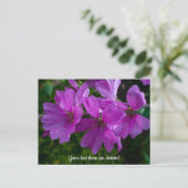 Carte postale de la mauve arborescente (Debout devant)