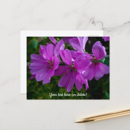 Carte postale de la mauve arborescente (Devant/Arrière en situation)