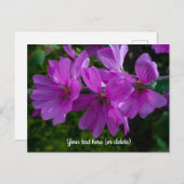 Carte postale de la Mauve arborescente (Devant / Derrière)