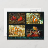 Carte postale de la mer de corail - Poisson clown (Devant / Derrière)