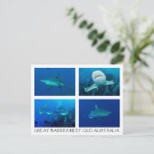 Carte postale de la mer de corail - Requins récifs (Debout devant)