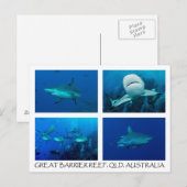 Carte postale de la mer de corail - Requins récifs (Devant / Derrière)