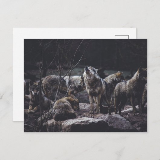 Carte postale de la meute de loups (Devant / Derrière)