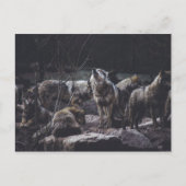 Carte postale de la meute de loups (Devant)