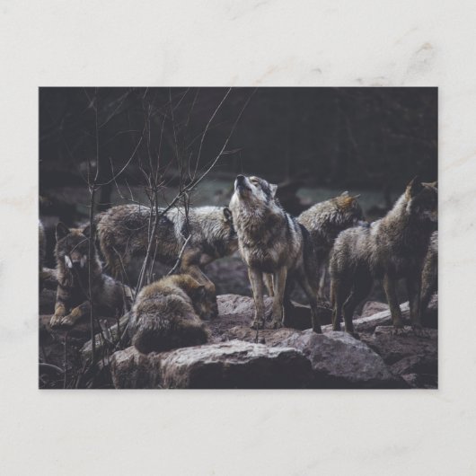 Carte postale de la meute de loups (Devant)