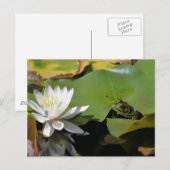 Carte Postale De La Nature De La Grenouille Et De (Devant / Derrière)