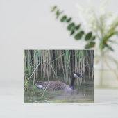 Carte postale de la nature de l'oie du Canada (Debout devant)