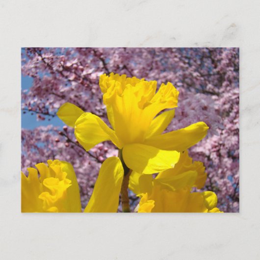 Carte postale de la nature Fleurs de printemps Flo (Devant)