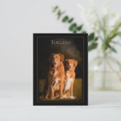 Carte postale de la Nouvelle-Écosse - Récupérateur (Debout devant)