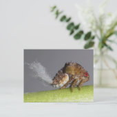 Carte postale de la nymphe larvaire. (Debout devant)