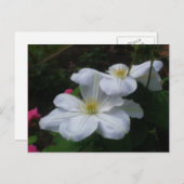 Carte postale de la paire Clematis blanche (Devant / Derrière)