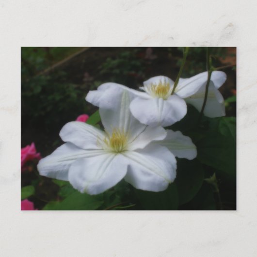 Carte postale de la paire Clematis blanche (Devant)