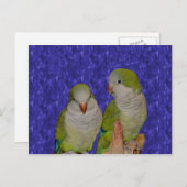 Carte postale de la paire de perroquets de bébé Qu (Devant / Derrière)