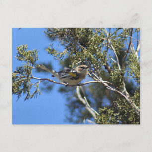 Carte postale de la Paruline rayée jaune