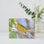 Carte postale de la Paruline Wilson (Debout devant)