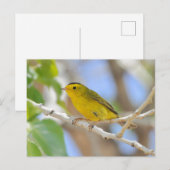 Carte postale de la Paruline Wilson (Devant / Derrière)