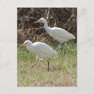 Carte postale de la photo d'Aigrettes de bétail