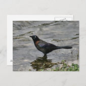 Carte postale de la photo d'oiseaux de cagoule com (Devant / Derrière)
