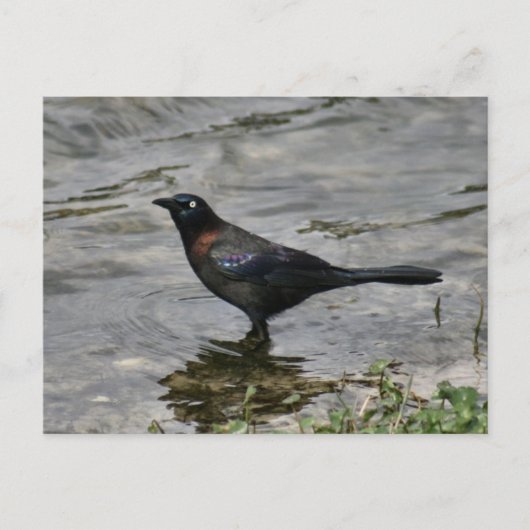 Carte postale de la photo d'oiseaux de cagoule com (Devant)