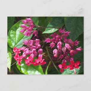 Carte postale de la photo du coeur saignant rouge