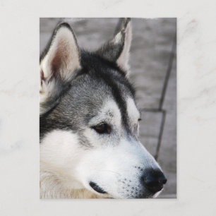 Carte postale de la photo Malamute
