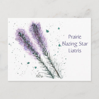 Carte postale de la Prairie Blazing Star