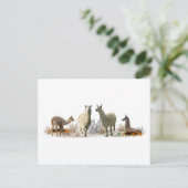 Carte postale de la prairie des lamas (Debout devant)
