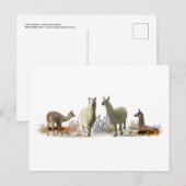 Carte postale de la prairie des lamas (Devant / Derrière)