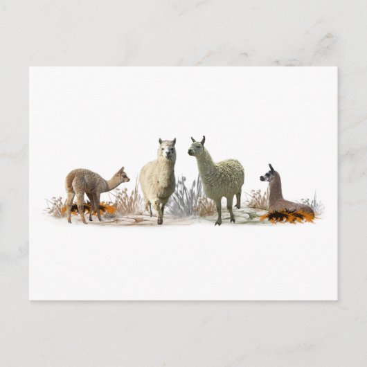 Carte postale de la prairie des lamas (Devant)