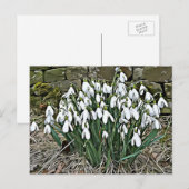 Carte postale de la première fleur de printemps (Devant / Derrière)